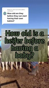 2.8K views · 18 reactions | The guidelines for determining when a heifer is old enough to get pregnant and have a calf are based more on her size than her age so the exact age of a heifer before she’s bred and has her first calf will vary depending on her specific breed and the nutrition program of the farm she’s at. #dairy #cow #heifer #height #growthchart #growth #nutrition #nutritionist #farm #measure #vet #measurement #wellness #wellbeing #dairydoc #dairykind | Dairy Doc | Facebook