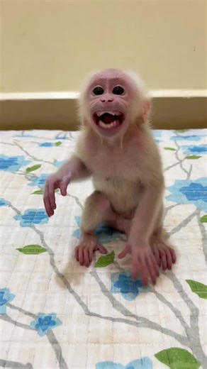 Caring for Your Baby Monkey Pet: Essential Tips | TikTok