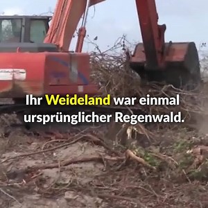 Greenpeace setzt sich weltweit für den Schutz der Wälder ein. Auch gegen die Zerstörung des Amazonas-Regenwaldes für Weideland. Machen Sie mit und spenden Sie nur 12 Euro im Monat: https://act.gp/2Ry4tLC | Greenpeace Deutschland