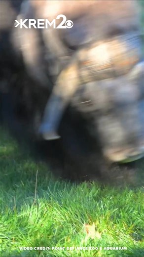 Hudson, a resident muskox at Point Defiance Zoo & Aquarium in Tacoma, had a blast playing with a 210-pound pumpkin. The zoo says its animals will receive pumpkins and other autumn-themed surprises during its "Zoo Boo" event this weekend. | KREM 2 News