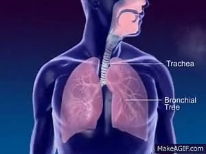 Respiration 3D Medical Animation.wmv on Make a GIF