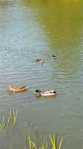 mallard ducks with hooded merganser #birds #wildlife #waterfowl #ducks #2026 #nature #duckspecies