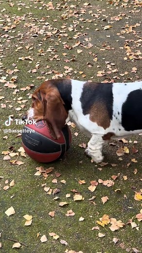 Happy Basset Hound Puppy: Best Friend for Herself