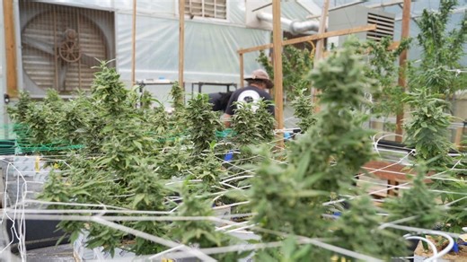 Frustrations mount as legal battles stall Alabama's medical cannabis rollout