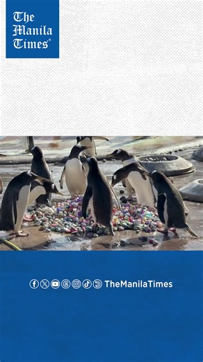 Penguins delight in painted pebbles at Edinburgh Zoo Penguins at Edinburgh Zoo pick through colored pebbles painted by children at a local hospital to mark start of the breeding season, when penguins often use pebbles to build nests for their families. The children at the Royal Hospital for Children and Young People were then able to watch the penguins finding the stones via a live webcam, the Royal Zoological Society of Scotland said. ROYAL ZOOLOGICAL SOCIETY OF SCOTLAND / AFP