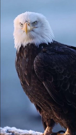 Discover beautiful wild animals in the wild—majestic, untamed, and living free in nature’s harmony.