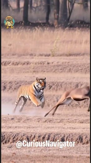 Tiger Fails to Catch Fast Deer 🐅💨🦌🔥 #Wildlife #Shorts