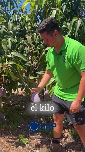 1.3M views · 22K reactions | 省 El mango español es un manjar efímero,...