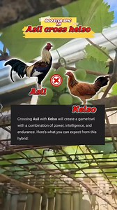 220K views · 2.7K reactions | "asil cross kelso: Traits & characteristics". #manokreels #trendingreels #everyonefollowers #everyoneactive #trend #virals #everyone #followers | Rooster Epics 1.0 | Facebook