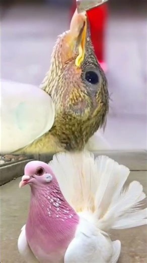 botfly maggot remover🕊️🕊️ #animalrescue#animalrescue