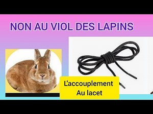 🚨 L'ACCOUPLEMENT DES LAPINS 🐰 LA MÉTHODE DE LACET🎗️