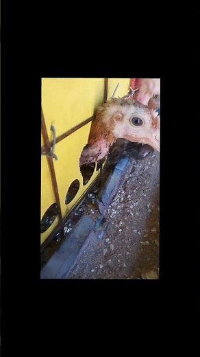 No-Heat Brooder: How Chicks Keep Themselves Warm