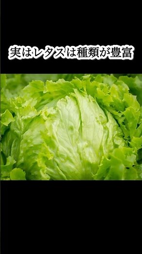 【レタスの豆知識】実はレタスは種類が豊富！
