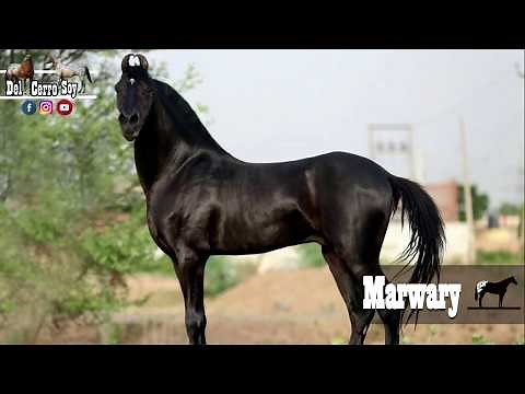 Todas Las Razas de Caballos (37 razas)🐴-De Caballos