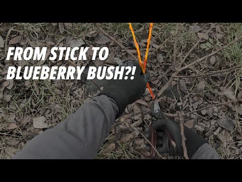 How to Propagate Blueberries from Cuttings (Step-by-Step Guide)