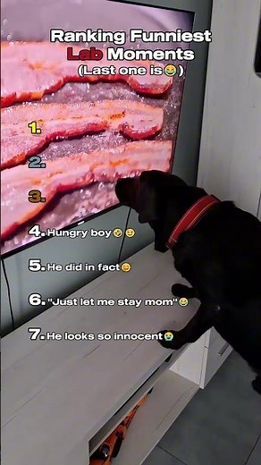 Top 7 Hilarious Labrador Moments That Will Make You Laugh!🦴🐕