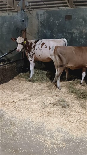 Jersey and red Holstein? please comment if I got the breed wrong, beautiful no matter the name