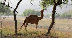 dhofar region, dhofar, camel food, camels, camel, wadi oman, oman tourism, omani, salalah region, spring, adventure, tropical, waterfall landscape, waterfalls, waterfall, outdoor, middle east, scenery