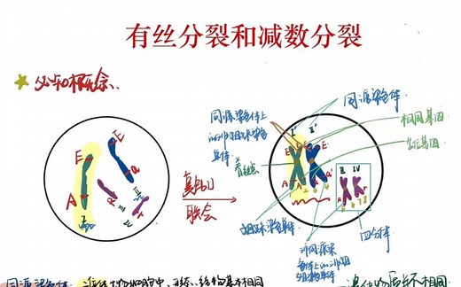 高中生物-同源染色体，等位基因，四分体，姐妹染色单体