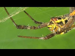 Nature’s Architect: The Yellow Garden Spider