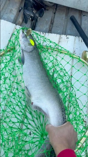 FEATHER RIVER SALMON FISHING CALIFORNIA 10/1/2025