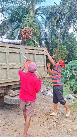 Here is how to make loading oil palm fruit feel effortless.