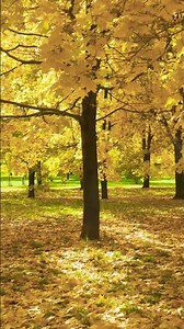 Golden Leaves in Motion | Autumn Park Walk Under Maple Trees