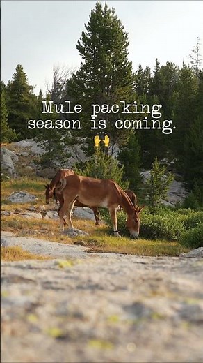 Mule Packing Season Is Coming