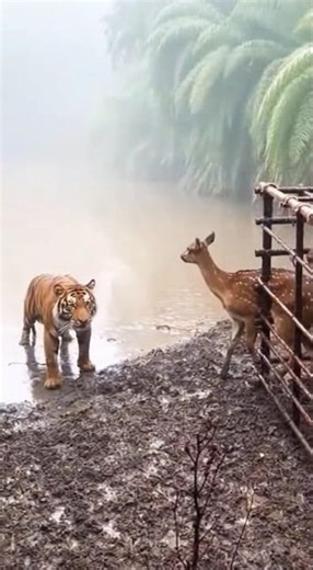 Tiger jumps on Deer Cage! 😱 | Shikaar ya Khel? #Shorts