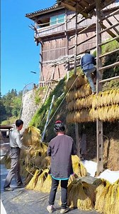 Traditional Grain Drying: Harvested Rice Stalks on Display