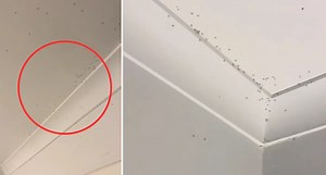 'Burn everything': Brit's 'massive' spider video ridiculed by Aussies