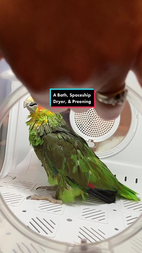 Rocky gets a bath, tests out his new shower perch and dryer, and then gets preened! I love pampering this old man. He deserves it. When I rescued him 10 years ago, he was 40 years old and had lived in a cage for a long time. His beak had grown down until it was touching his chest, and he lost most of his toenails. But he is in good shape now and living out his golden years with his parrot friends. #parrotsoftiktok #pets #exoticpetcare #parrotpreening #parrotbathing #petbathing #petgrooming #petg