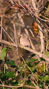 A beautiful female Chaffinch getting cosy in the morning sun. #wildlife #nature #naturelovers #birdlovers #birds #birdlife #wildlifereels #naturereels | The Robin Whisperer
