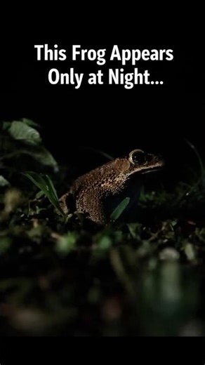 This Frog Appears Only at Night… #frog #wildlife #animals