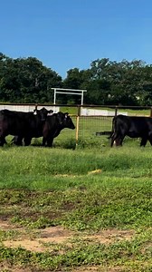 We’ve got 11 head of Angus/Brangus type heifers—all bred 5 to 7 months and averaging over 1,000 lbs each. These are big, strong girls built to raise calves and go right to work.✅ Bred right and completely worked✅ Ready to turn out🚚 Shipping available💲 $3,250 each📍 Located in Fairfield, Texas📦 Take any number📞 Call or text Bubba @ 903-388-4472📞 Call Trent @ 903-390-4325📞 Para Español, llame o envíe un mensaje de texto a Ricardo @ 903-644-6545Why Buy From Us?✔️ Rutherford Land and Cattle LL