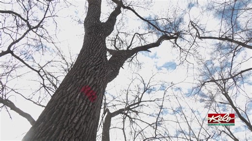 City tree program starts tree planting phase