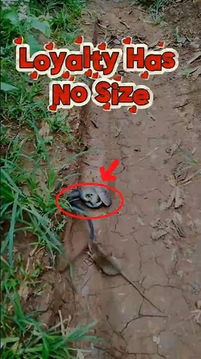 Even Rats Show True Loyalty #shorts