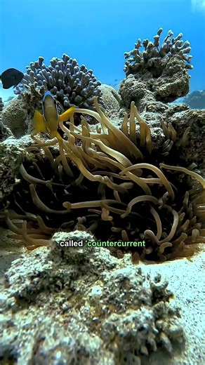 Arctic Foxes: 3 Facts About These Adaptable Animals #Arcticfoxes #Wildlife #Animalfacts