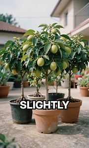 No Yard? Grow Figs & Pomegranates on a Patio! 🌴 #containergardening #roadto500 #techygreenthumbs