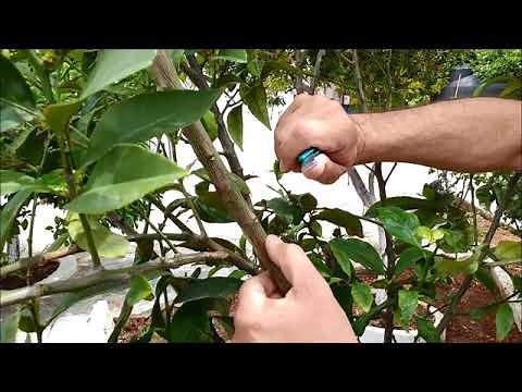 Μπόλιασμα λεμονιάς με πορτοκαλιά / Grafting trees
