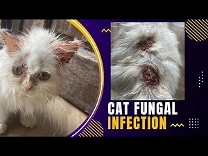 Treatment of fungal and mites Skin infection in cats | Dr Murtaza Khalil