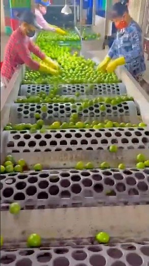 Mesin canggih untuk menyortir buah berdasarkan ukurannya