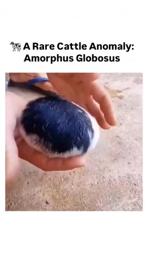 Brainy things | 🐄 A Rare Cattle Anomaly: Amorphus Globosus Amorphus globosus is an extremely rare twin pregnancy anomaly in cattle. Instead of forming a... | Instagram