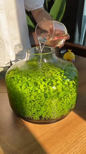 111K views · 687 reactions | Beautiful tank  #tank #fishtank #tanklover #tankfyp #fyp2025 | Scuba Diving | Facebook