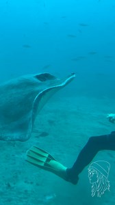 In Tenerife, on board the Submarine Safari, a common Stingray kisses the scuba diver! | Sydney Jones