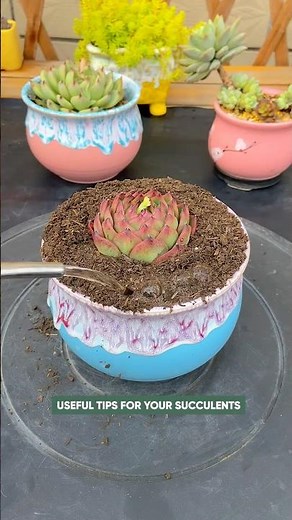 Beginner Succulent Plants: Easy Care Tips to Grow Thriving Succulents | 다육이 | 多肉植物