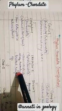 Classification of Phylum - Chordata|| Easy flow chart || #chordates #biology #pgtbio #biologynotes