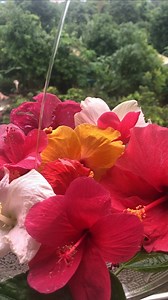 1.8M views · 3.6K reactions | No more HAIRFALL with this powerful ingredient! | Glamrs | Facebook