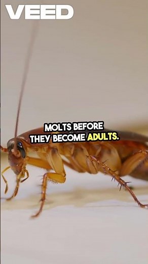 6 Surprising Facts About the Baby American Cockroach | #shorts #information #knowledge #facts