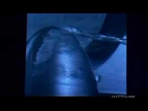 Vortex-Bubble Cavitation